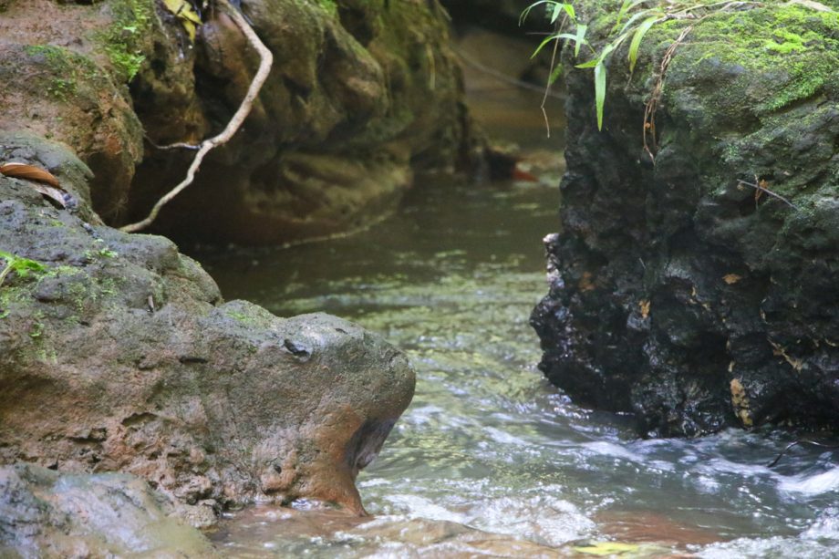 Crianças e adolescentes da Patrulha Florestinha vivenciam educação ambiental no Parque Natural Municipal do Pombo