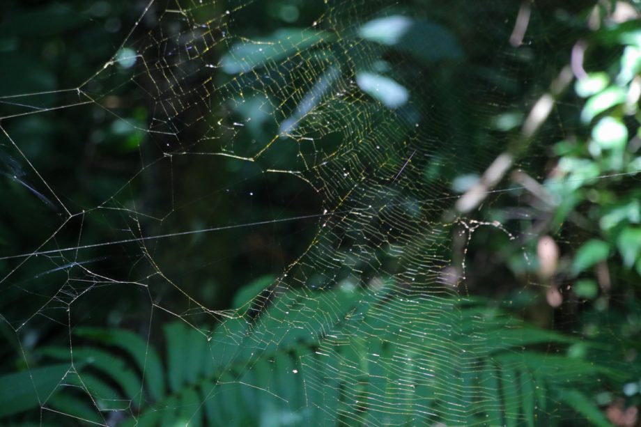 Crianças e adolescentes da Patrulha Florestinha vivenciam educação ambiental no Parque Natural Municipal do Pombo