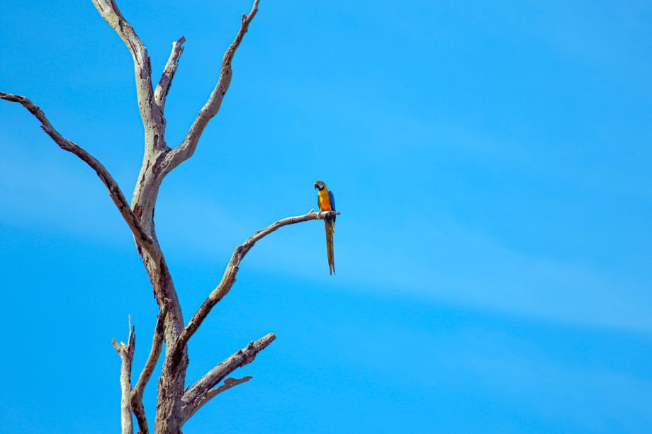 Crianças e adolescentes da Patrulha Florestinha vivenciam educação ambiental no Parque Natural Municipal do Pombo