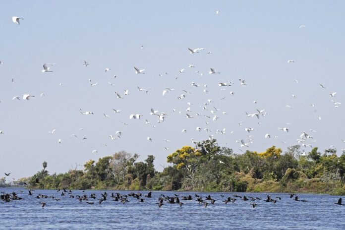 Pantanal-Foto-Bruno-Rezende-19-1024x683-1-1