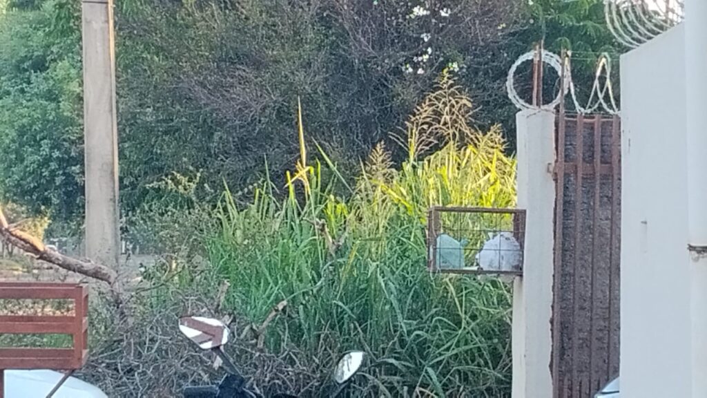 Prefeitura de Três Lagoas vai endurecer medidas contra terrenos sujos