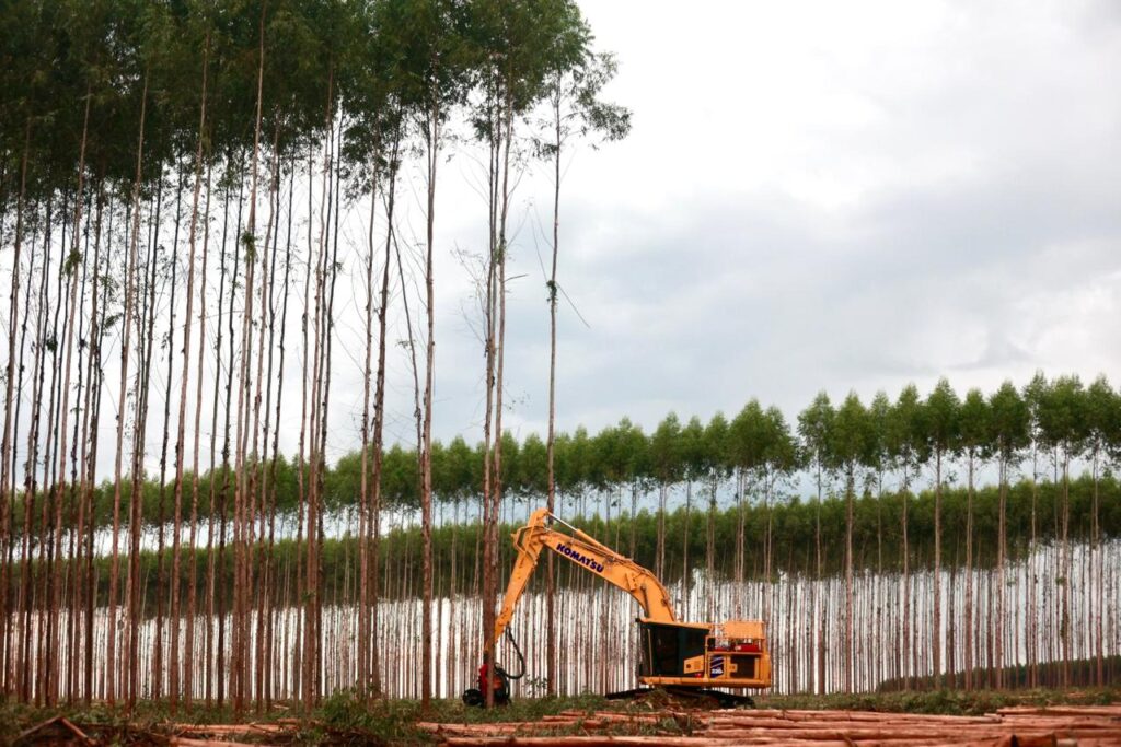 MS Florestal inicia colheita da sua primeira área no Estado