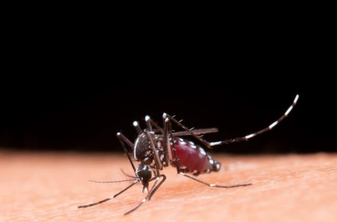 mosquito-dengue-freepik-730x480-1