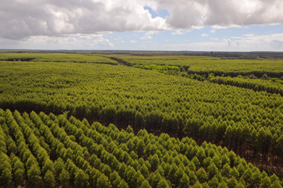 O papel de Mato Grosso do Sul na consolidação da bioeconomia no Brasil, com destaque para o setor de papel e celulose O papel de Mato Grosso do Sul na consolidação da bioeconomia no Brasil, com destaque para o setor de papel e celulose