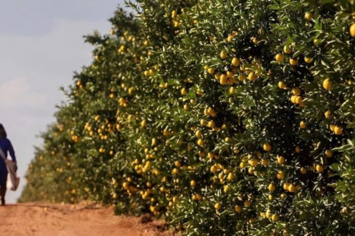Citrus 1