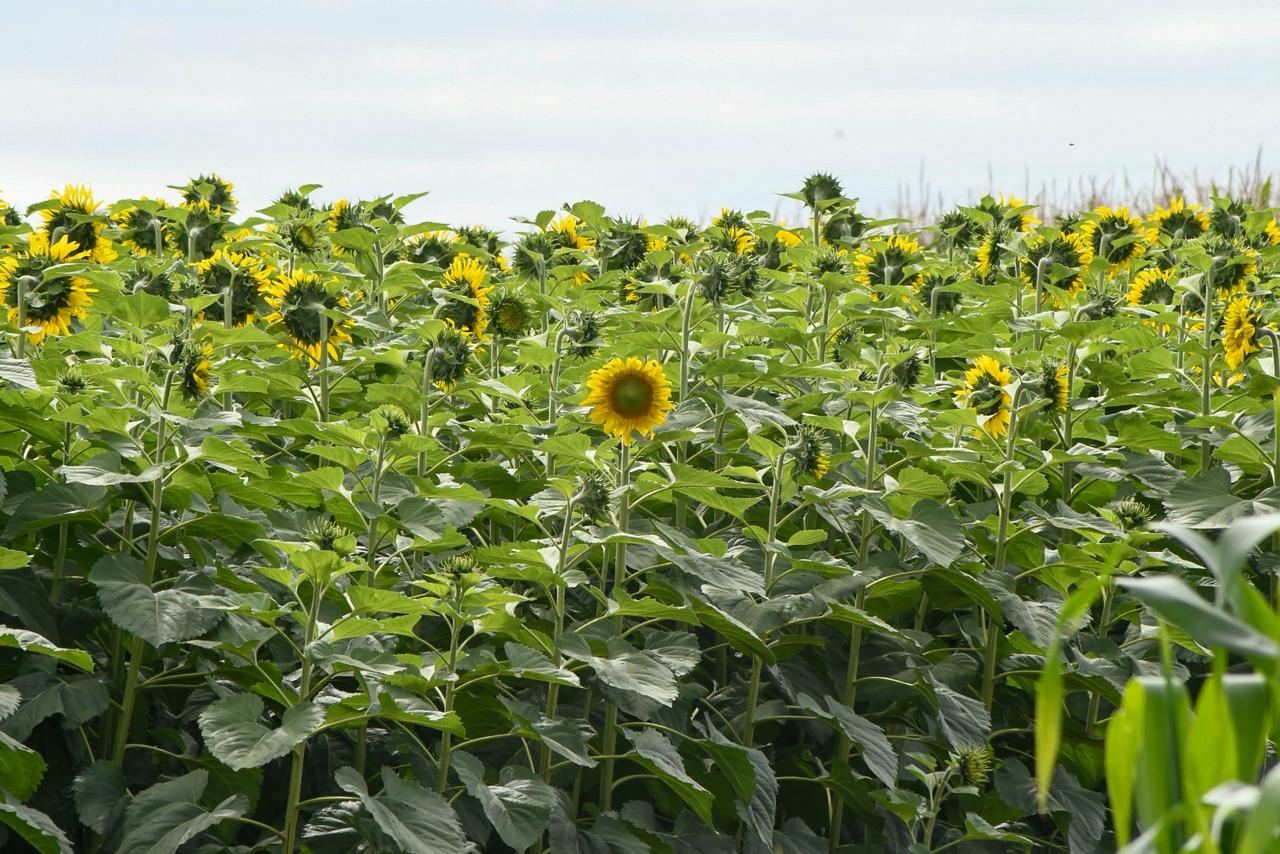 Showtec: MS avança e agro cresce como vitrine de inovação e futuro das cadeias produtivas
