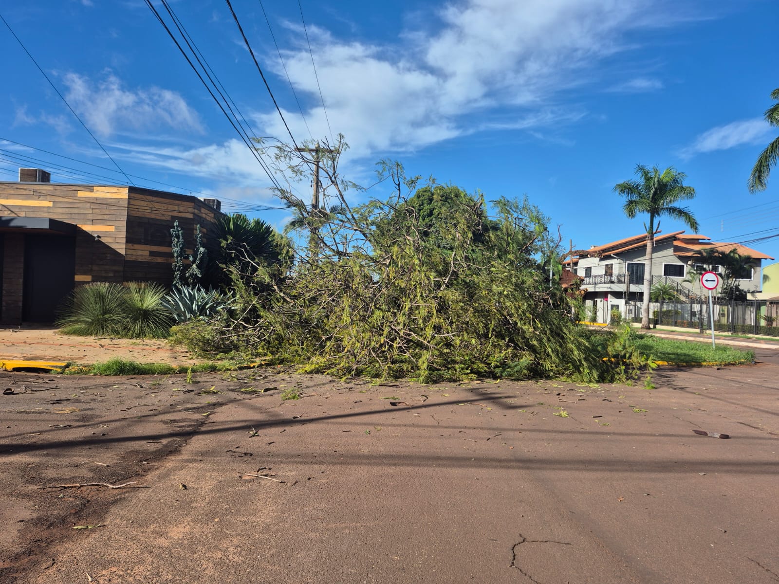 Árvore gigante despenca e bloqueia rua em Dourados