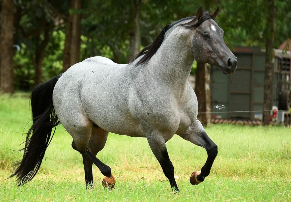 Leilão de cavalos da Fazenda e Haras Continental é destaque na 60ª Expoagro