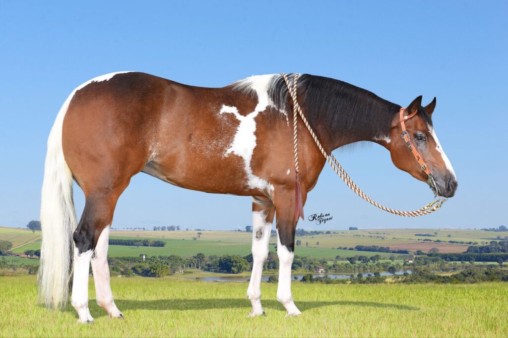 Leilão de cavalos da Fazenda e Haras Continental é destaque na 60ª Expoagro