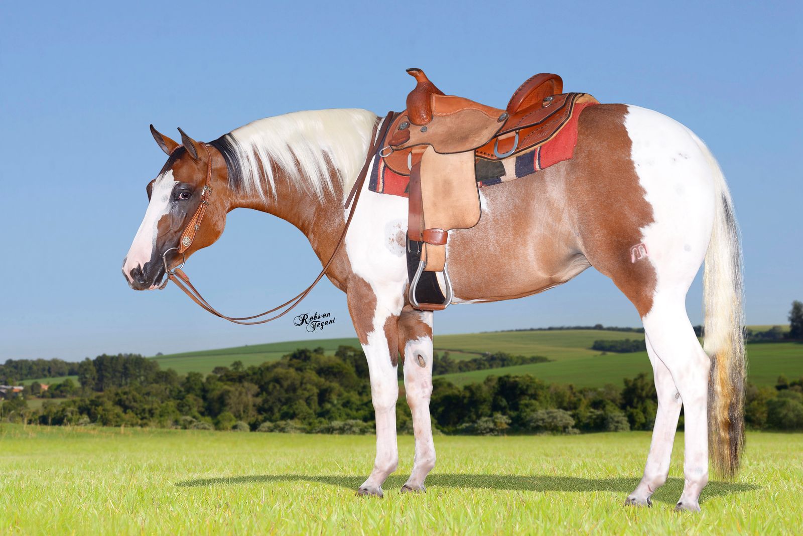 Leilão de cavalos da Fazenda e Haras Continental é destaque na 60ª Expoagro