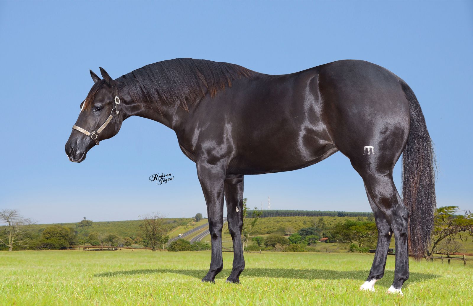 Leilão de cavalos da Fazenda e Haras Continental é destaque na 60ª Expoagro