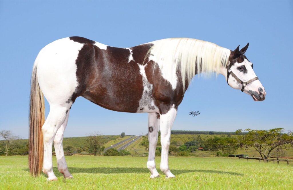 Leilão de cavalos da Fazenda e Haras Continental é destaque na 60ª Expoagro
