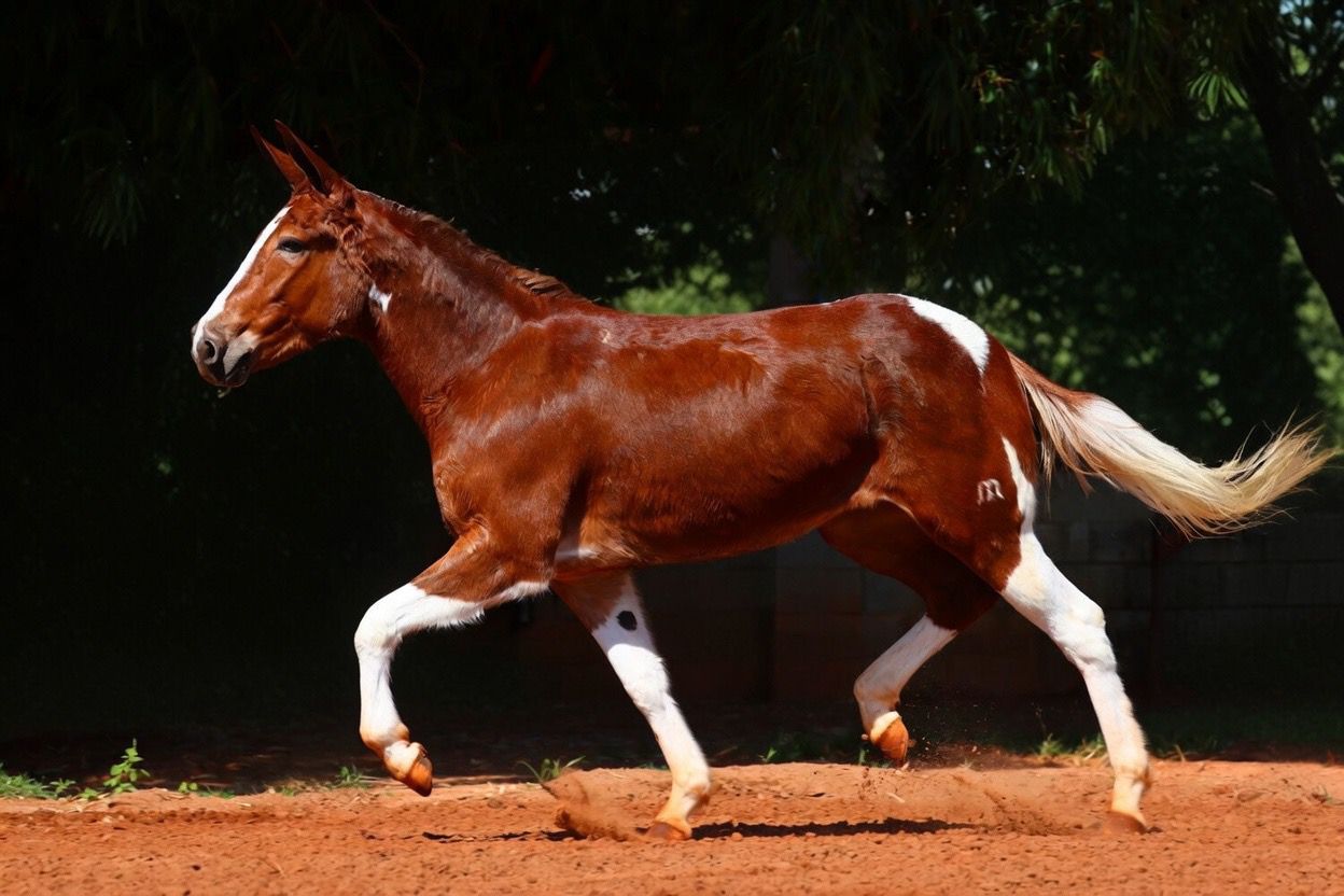 Leilão de cavalos da Fazenda e Haras Continental é destaque na 60ª Expoagro