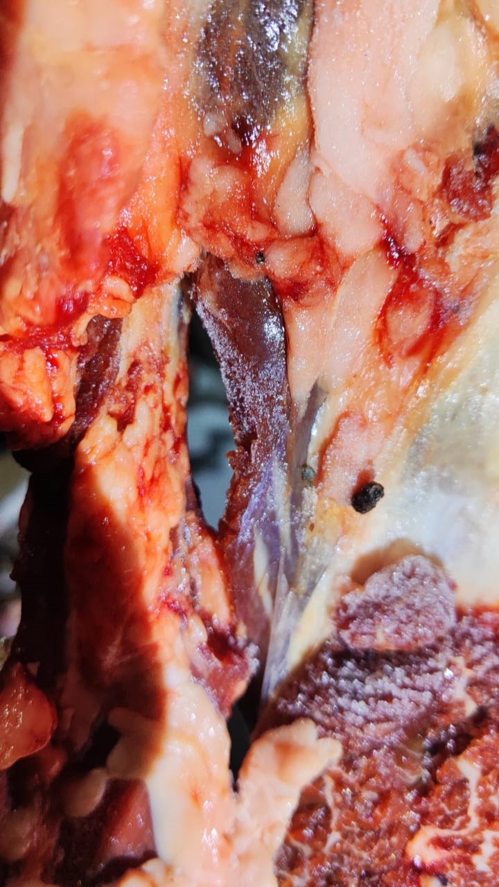 Força-tarefa apreende mais de 600 kg de carnes clandestinas e 154 litros de produtos impróprios para consumo em Paranaíba Força-tarefa apreende mais de 600 kg de carnes clandestinas e 154 litros de produtos impróprios para consumo em Paranaíba
