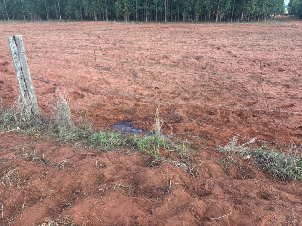 Abigeato: grupo em caminhonetes invade fazenda em MS para carnear bois sobreviventes de acidente Abigeato: grupo em caminhonetes invade fazenda em MS para carnear bois sobreviventes de acidente