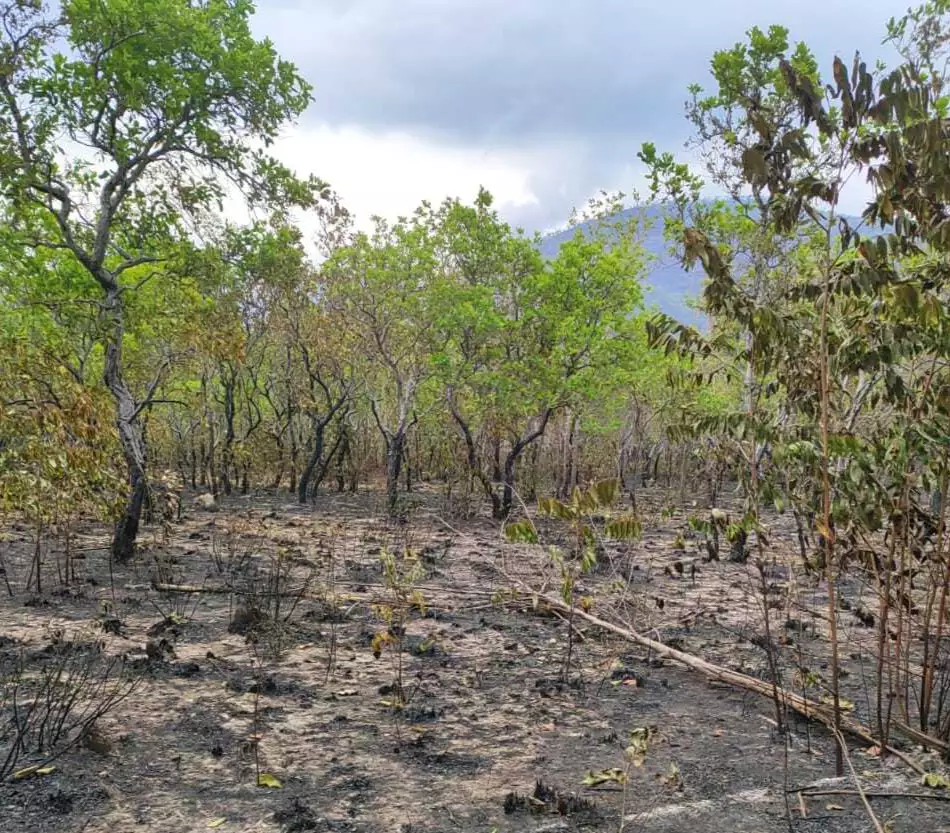 Ambientalistas veem ameaça ao Pantanal em pacote aprovado pela Câmara Ambientalistas veem ameaça ao Pantanal em pacote aprovado pela Câmara