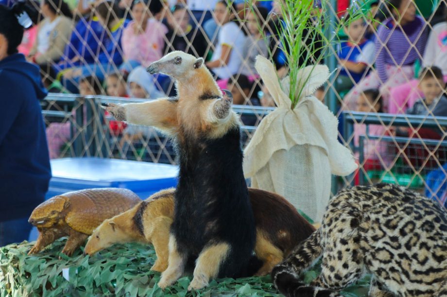 Feira “Uma Só Terra” reúne estudantes, parceiros e ações de conscientização durante a Semana Municipal do Meio Ambiente 2026 Feira “Uma Só Terra” reúne estudantes, parceiros e ações de conscientização durante a Semana Municipal do Meio Ambiente 2026
