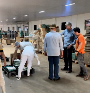Em dez anos, MS triplica produção de ovos, afirma Verruck Em dez anos, MS triplica produção de ovos, afirma Verruck