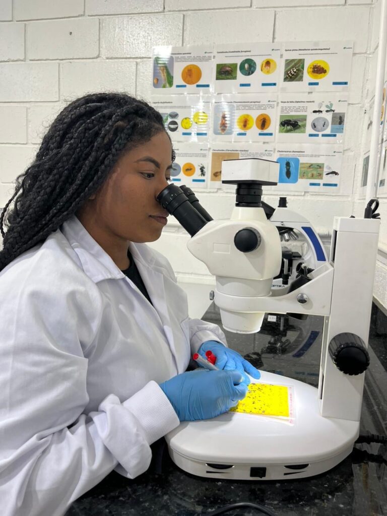 De joaninhas a microvespas, mais de 153,8 milhões de insetos auxiliam na proteção natural de florestas da Suzano em MS De joaninhas a microvespas, mais de 153,8 milhões de insetos auxiliam na proteção natural de florestas da Suzano em MS