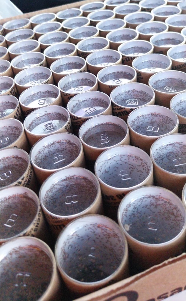 De joaninhas a microvespas, mais de 153,8 milhões de insetos auxiliam na proteção natural de florestas da Suzano em MS De joaninhas a microvespas, mais de 153,8 milhões de insetos auxiliam na proteção natural de florestas da Suzano em MS