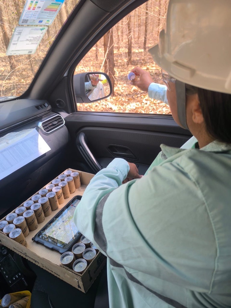De joaninhas a microvespas, mais de 153,8 milhões de insetos auxiliam na proteção natural de florestas da Suzano em MS De joaninhas a microvespas, mais de 153,8 milhões de insetos auxiliam na proteção natural de florestas da Suzano em MS