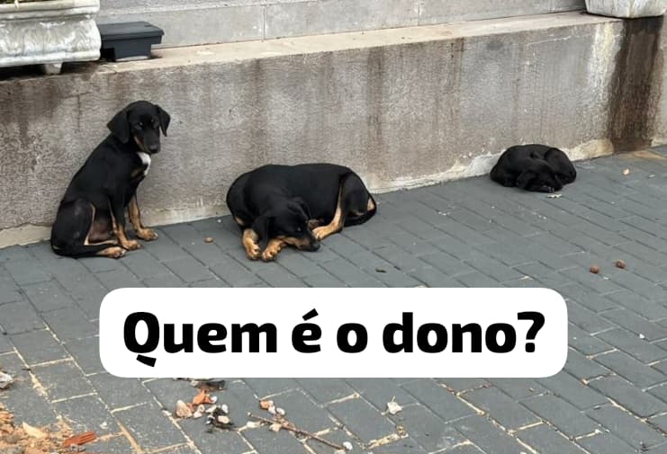 Cidade que abriga o maior projeto de celulose do mundo convive com mais de mil animais abandonados nas ruas Cidade que abriga o maior projeto de celulose do mundo convive com mais de mil animais abandonados nas ruas