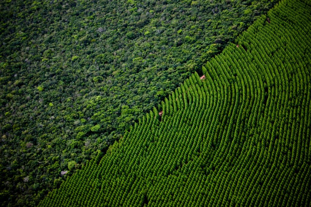 Eucalipto: a floresta que move a economia verde
