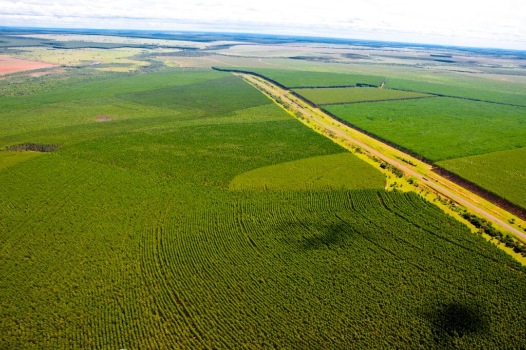 Expansão da silvicultura fortalece economia e mantém preservação ambiental em Mato Grosso do Sul Expansão da silvicultura fortalece economia e mantém preservação ambiental em Mato Grosso do Sul