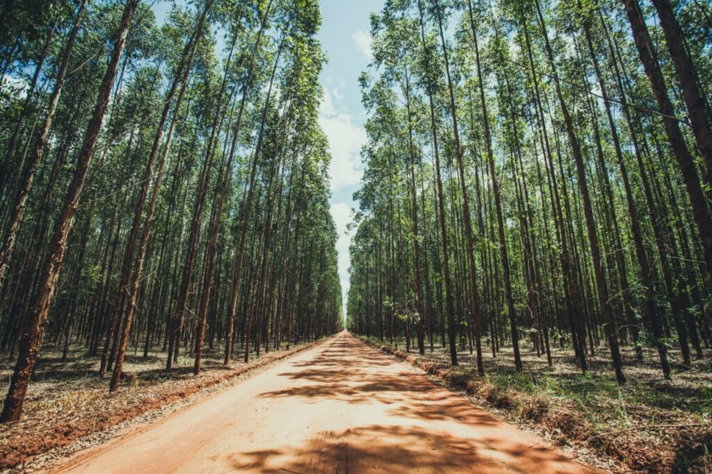 Expansão da silvicultura fortalece economia e mantém preservação ambiental em Mato Grosso do Sul Expansão da silvicultura fortalece economia e mantém preservação ambiental em Mato Grosso do Sul