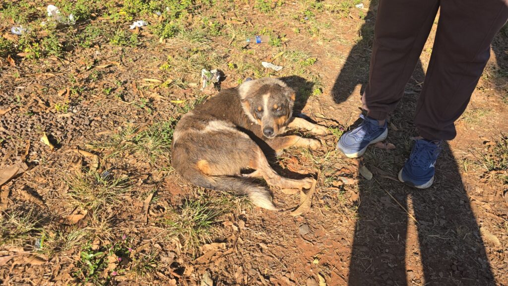 Abandono de animais na MS-112 acende alerta social no entorno do Projeto Sucuriú Abandono de animais na MS-112 acende alerta social no entorno do Projeto Sucuriú
