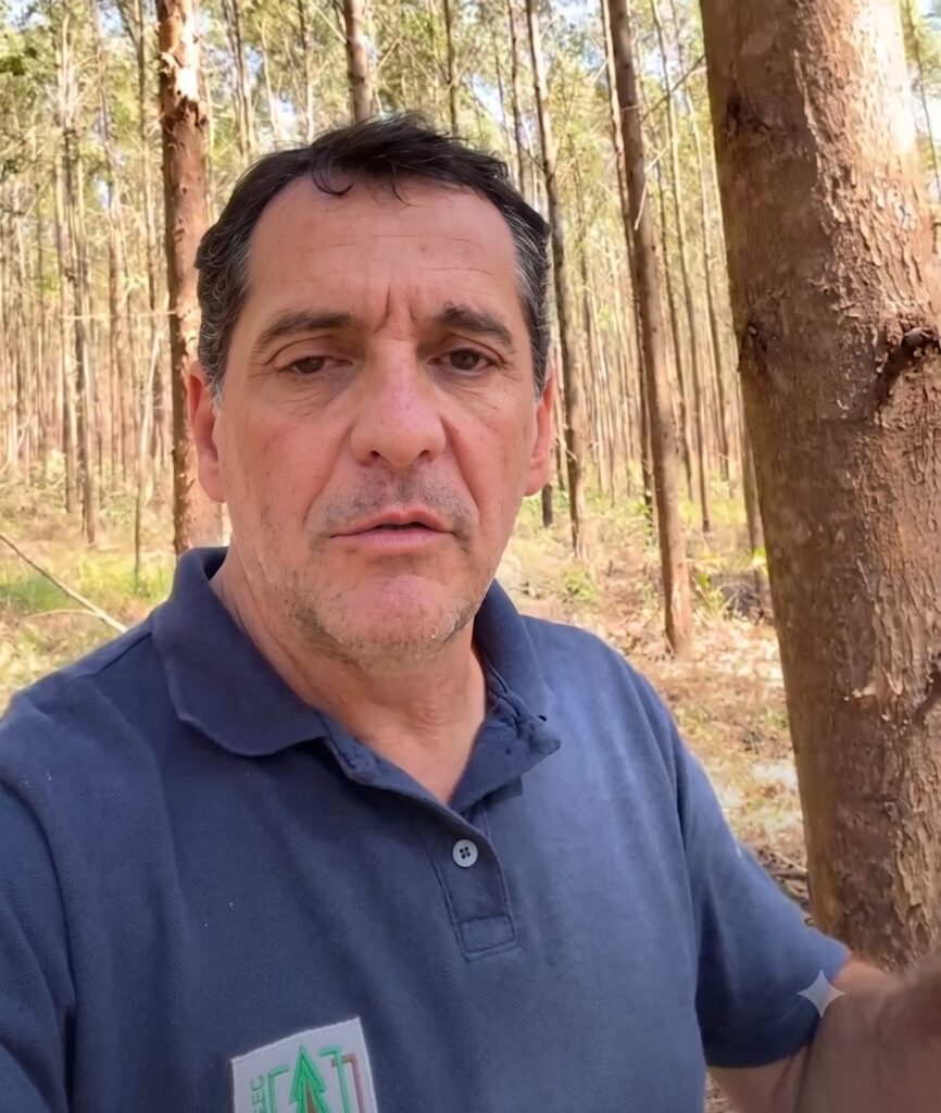 Eucalipto: a floresta que move a economia verde