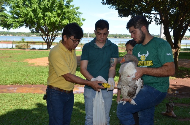 SEMEA e CCZ atendem gansos machucados da Lagoa Maior