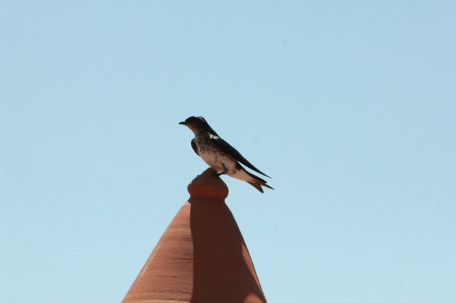 Confraternização da equipe Perfilnews na Pousada do Tucunaré