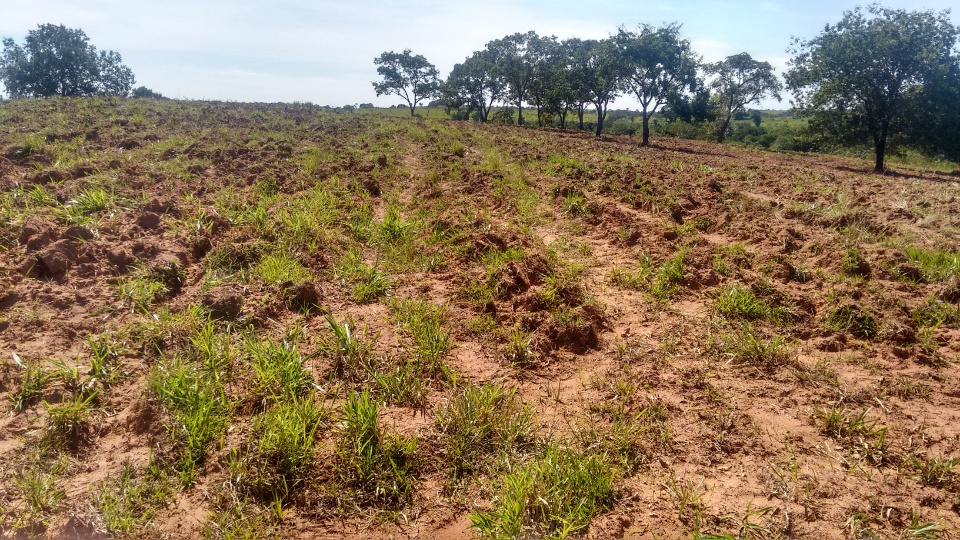 PMA autua pecuarista em R$ 108 mil por desmatamento ilegal