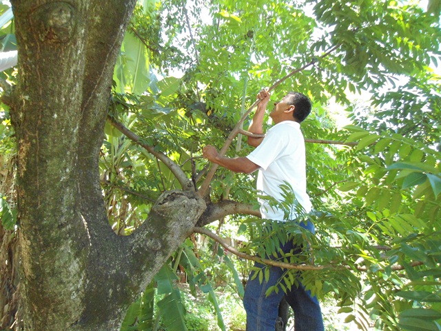 Combate à dengue: cavidades de árvores pode ser criadouros do mosquito