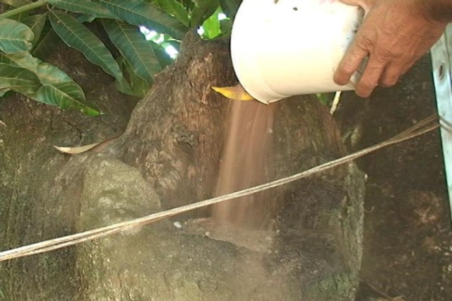 Perigo nas árvores de Três Lagoas