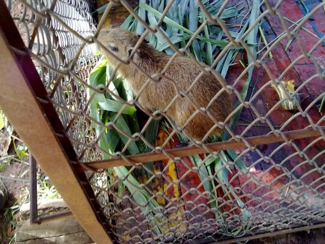 PMA cuida de filhote de capivara encontrada próxima a rodovia