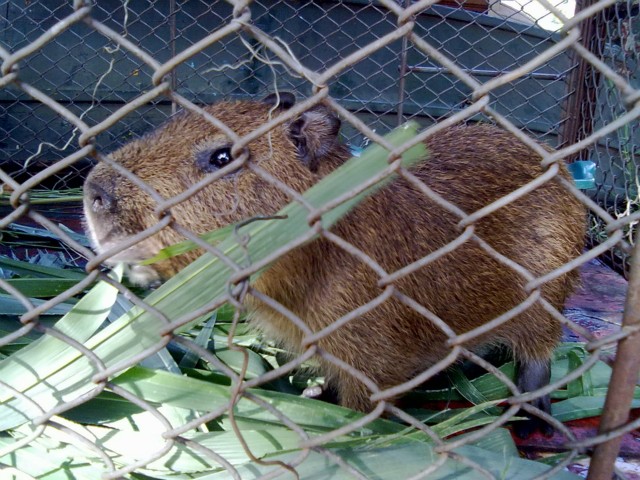 PMA cuida de filhote de capivara encontrada próxima a rodovia