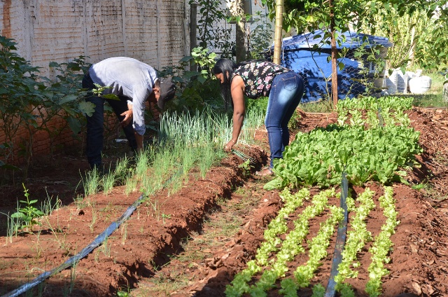 Horta do Centro POP é restaurada e começa a produzir verduras e legumes