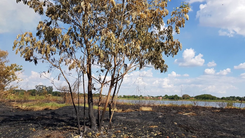 Incêndio destrói vegetação do entorno da Segunda Lagoa