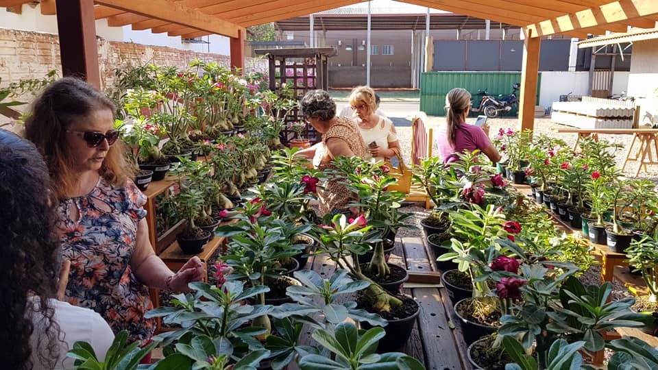 1ª Exposição de Rosas do Deserto tem mais de 200 variedades de flores