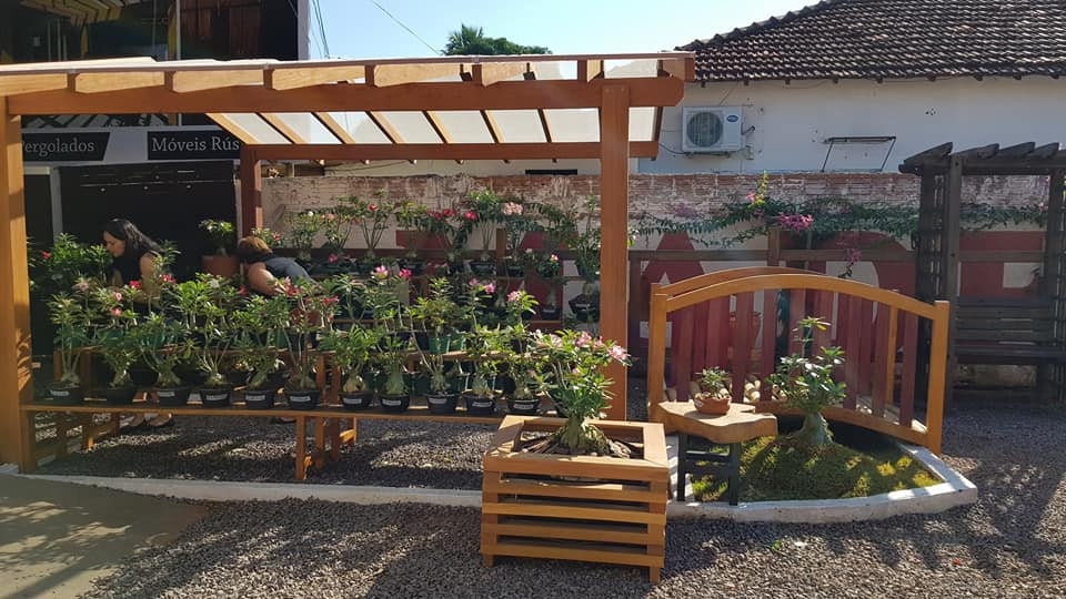 1ª Exposição de Rosas do Deserto tem mais de 200 variedades de flores