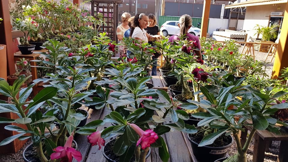 1ª Exposição de Rosas do Deserto tem mais de 200 variedades de flores