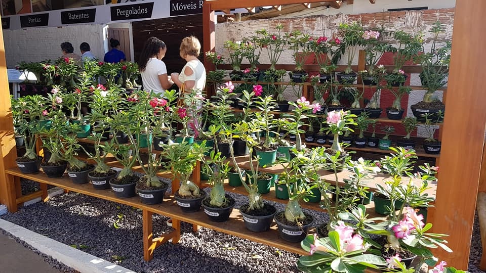 1ª Exposição de Rosas do Deserto tem mais de 200 variedades de flores