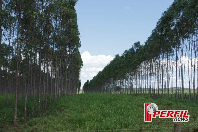 Fazenda São Matheus é a vitrine do Agro-negócio da Costa Leste, diz Embrapa