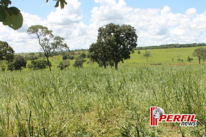 Dia de Campo em Inocência atrai mais de 150 produtores rurais