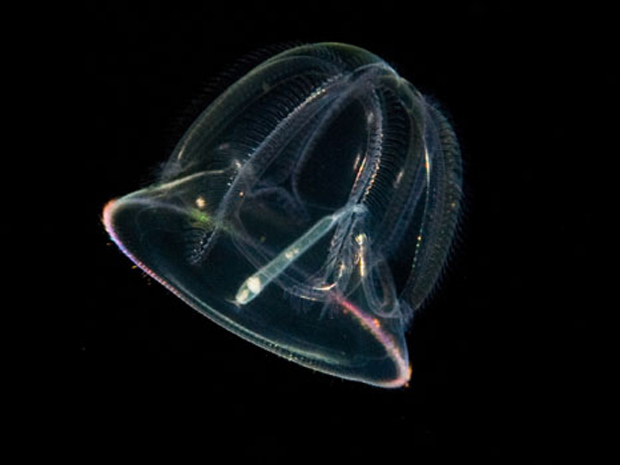 Fotógrafo documenta criaturas luminosas no oceano