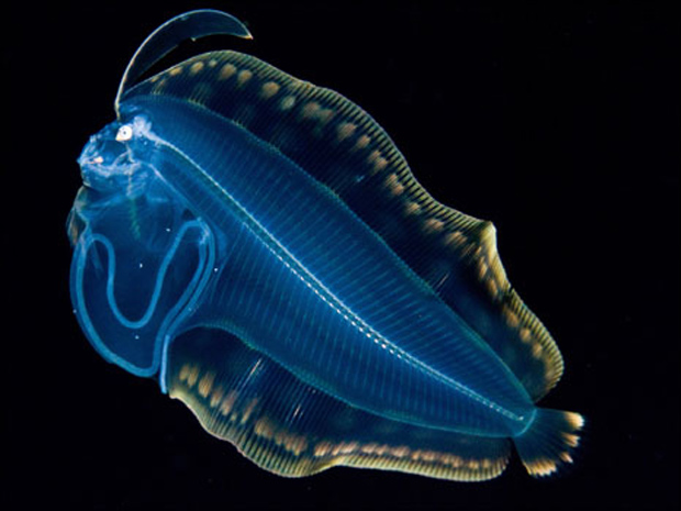 Fotógrafo documenta criaturas luminosas no oceano