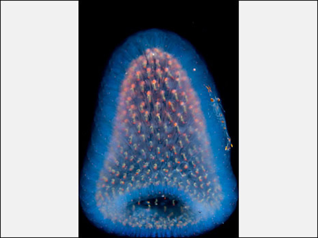 Fotógrafo documenta criaturas luminosas no oceano