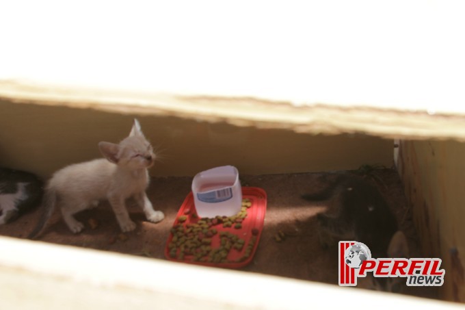Caixa com gatinhos é encontrada em terreno vazio